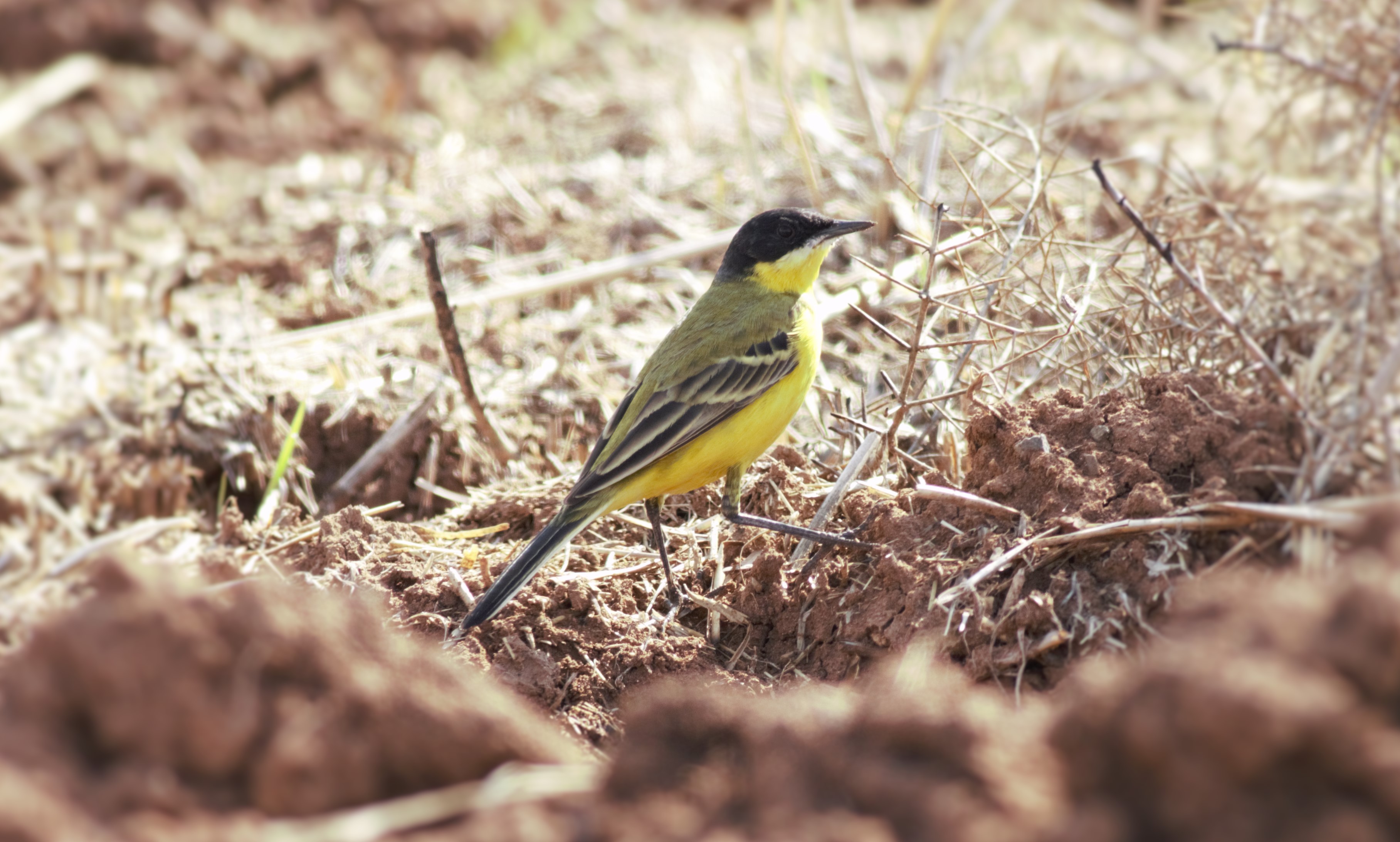 Western Yellow Wagtail